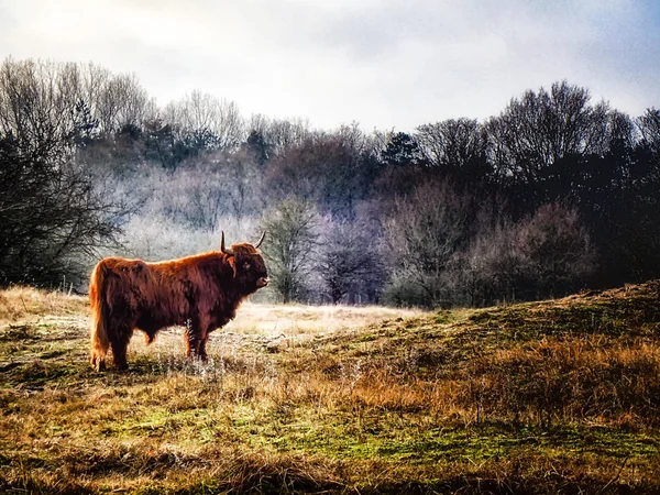 Vaca Escocesa Highlander Floresta — Fotografia de Stock