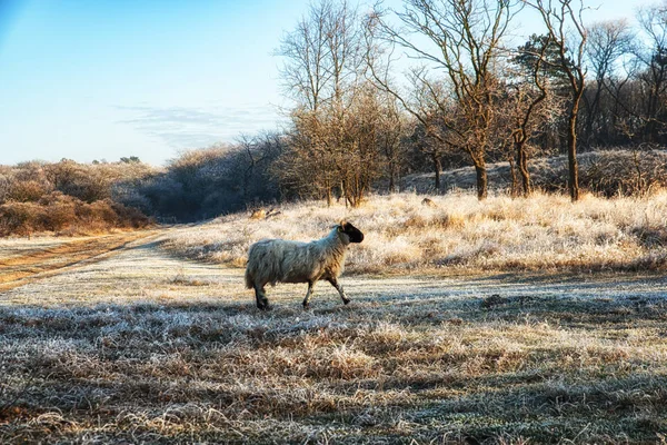 Nature Backgrounds, Scottish Blackface Sheep — Stock Photo, Image