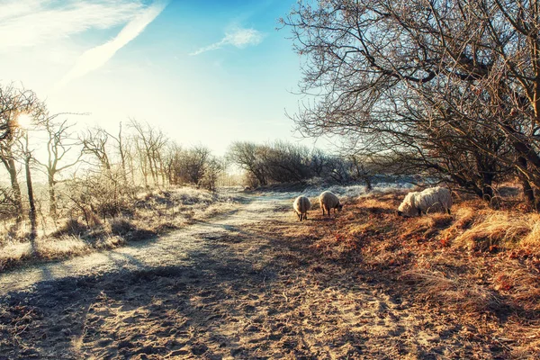 Přírodní pozadí, holandská pobřežní oblasti s skotské Černohubých S — Stock fotografie