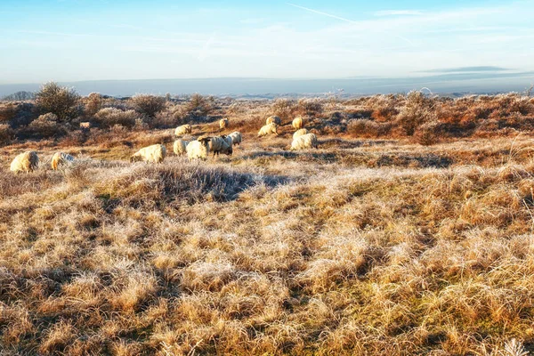 Natur bakgrunder, holländska kustområdet med skotska Blackface S — Stockfoto