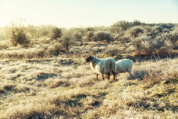 Natuur achtergronden, Schotse Blackface schapen — Stockfoto