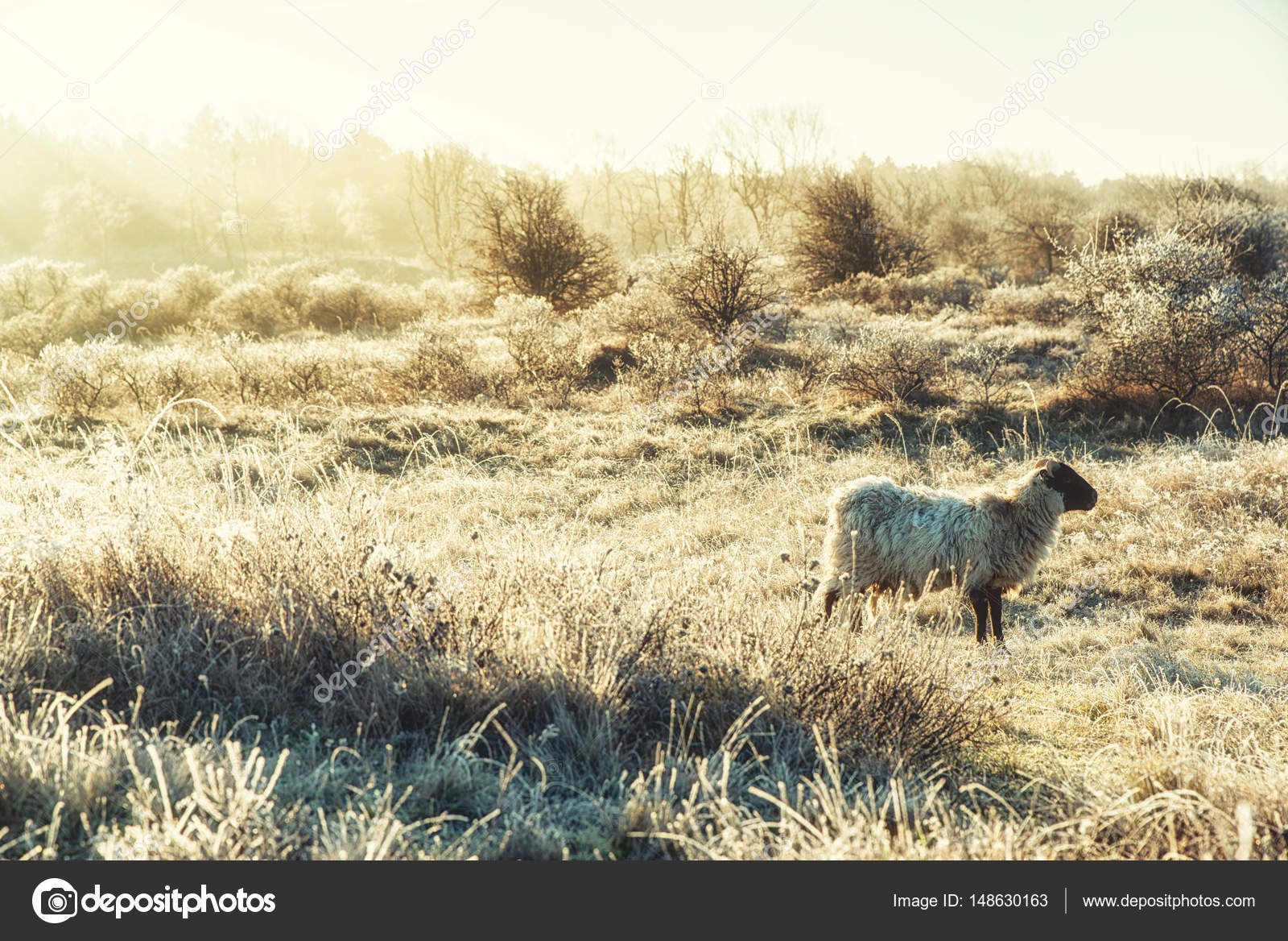 nature backgrounds scottish blackface