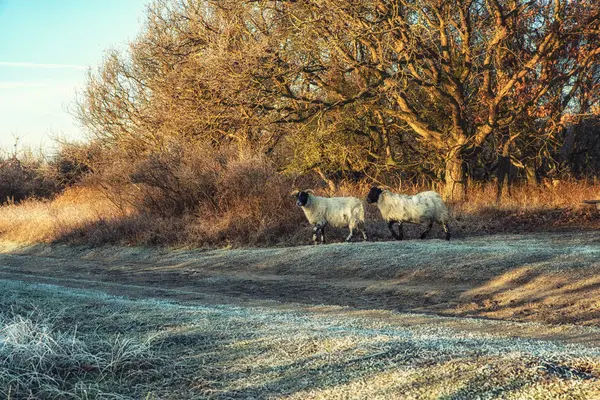 Natuur achtergronden, Schotse Blackface schapen — Stockfoto