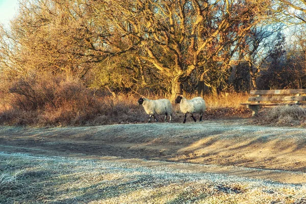 Doğa arka planları, İskoç siyah koyun — Stok fotoğraf