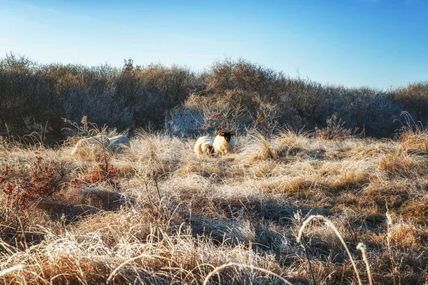 Přírodní pozadí, skotský černohubých ovcí — Stock fotografie