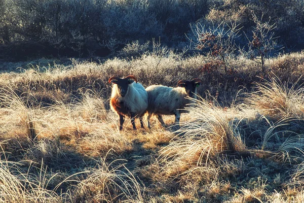 Doğa arka planları, İskoç siyah koyun — Stok fotoğraf