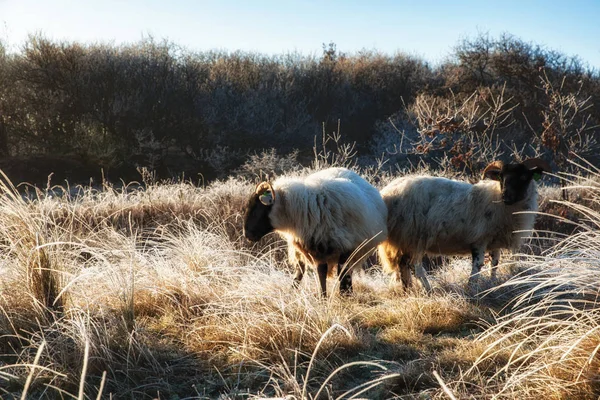 Fondos de la naturaleza, Scottish Blackface Sheep — Foto de Stock