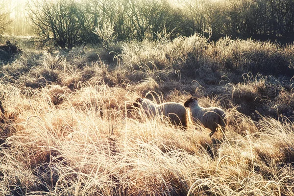 自然の背景、スコットランドのブラック フェースの羊 — ストック写真