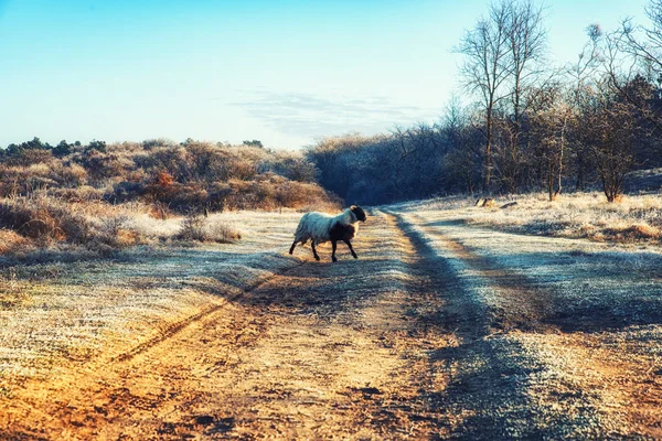 Doğa arka planları, İskoç siyah koyun — Stok fotoğraf