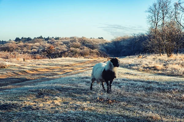 Doğa arka planları, İskoç siyah koyun — Stok fotoğraf