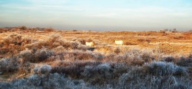 Doğa arka planları, İskoç siyah koyun