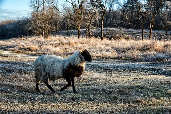 自然背景，苏格兰黑脸羊 — 图库照片