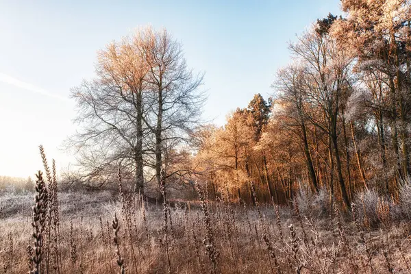 Naturhintergründe, Winterlandschaft mit hohen Nachtkerzen — Stockfoto