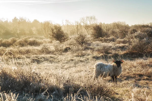 Doğa arka planları, İskoç siyah koyun — Stok fotoğraf