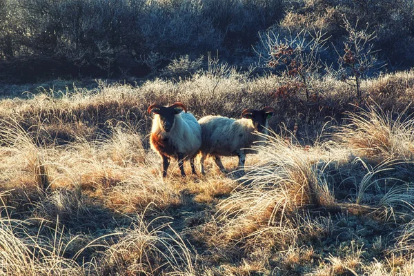 自然の背景、スコットランドのブラック フェースの羊 — ストック写真