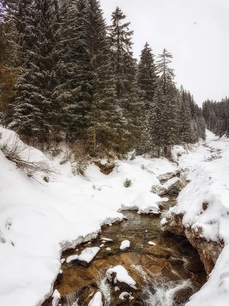 Escenarios de la naturaleza Bosque de invierno con arroyo — Foto de Stock