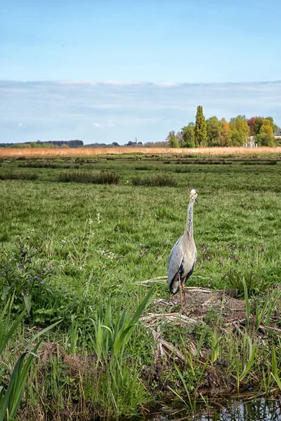 Garça-cinzenta (Ardea cinerea) — Fotografia de Stock