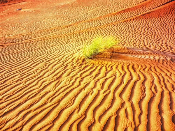 Samotny pustyni krzew — Zdjęcie stockowe