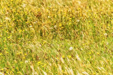 Tipik Heather çimen