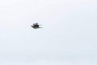 Beyaz arka planda uçan bir gri güvercin