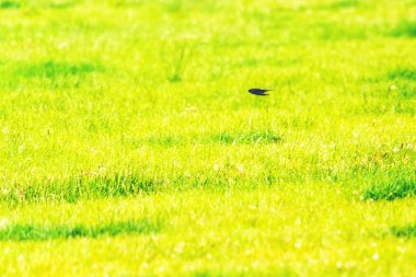 Hızlı alan üzerinde uçan kırlangıç