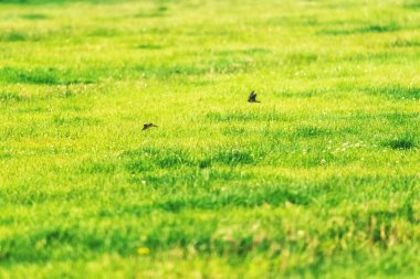 Hızlı alan üzerinde uçan kırlangıç