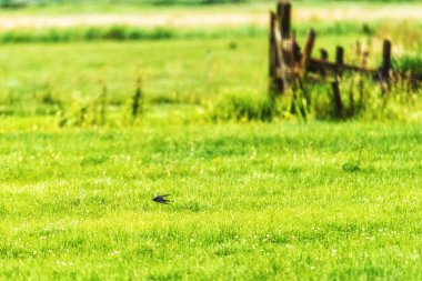 Hızlı alan üzerinde uçan kırlangıç