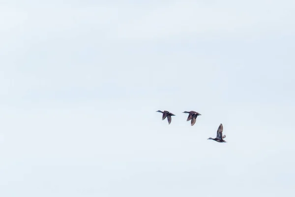 Tres Ánades Reales Volando Contra Cielo Nublado — Foto de Stock