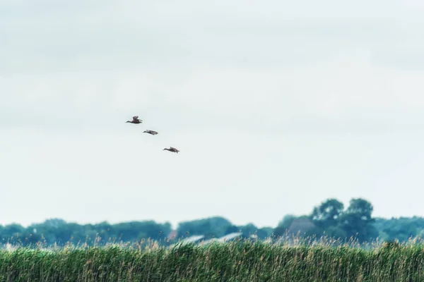 Tres Ánades Reales Sobrevolando Paisaje Rural Holandés — Foto de Stock