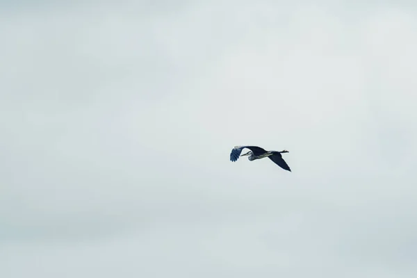 Great Blue Heron Flight — Stock Photo, Image