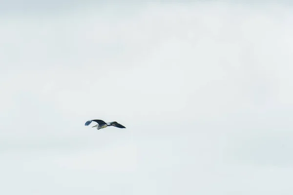 Gran Garza Azul Vuelo — Foto de Stock