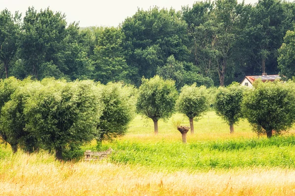 Escena Naturaleza Los Países Bajos Castricum Holanda Septentrional Con Hierba — Foto de Stock