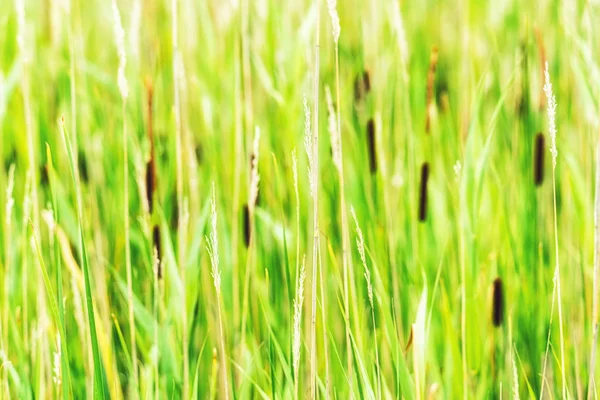 Fondo de hierba cañas verdes —  Fotos de Stock