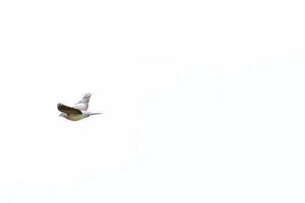 Una Paloma Gris Volando Sobre Fondo Blanco — Foto de Stock