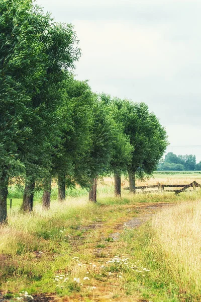 Escena de la naturaleza en los Países Bajos (Castricum Holanda Septentrional) con hierba de trigo y árboles — Foto de Stock