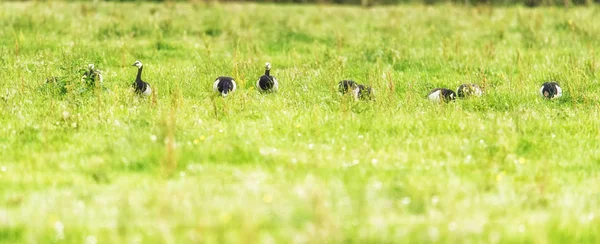 Ganso canadense em um prado — Fotografia de Stock