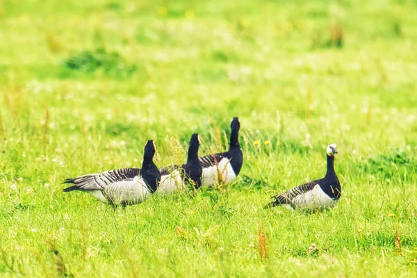 Ganso canadense em um prado — Fotografia de Stock