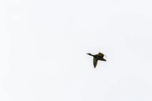 Pato real hembra Volando — Foto de Stock