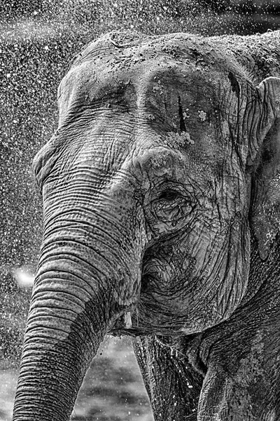 Detalle de un elefante — Foto de Stock