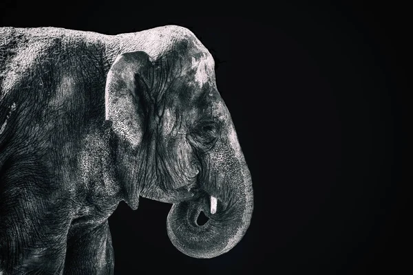 Détail d'un éléphant — Photo