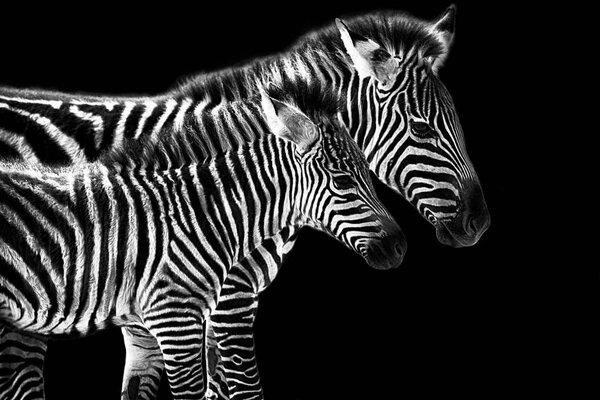 Zebra with foal