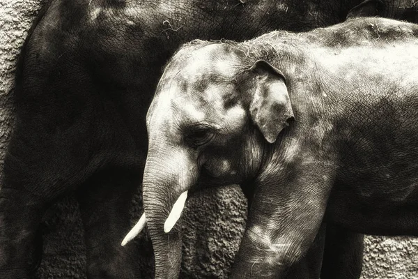 Ternero elefante africano — Foto de Stock
