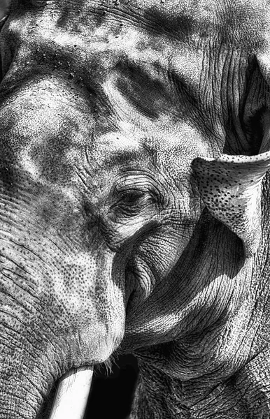 Detalle de un elefante — Foto de Stock