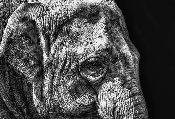 Detalhe de um elefante — Fotografia de Stock