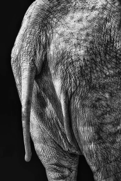Gros plan arrière de l'éléphant — Photo
