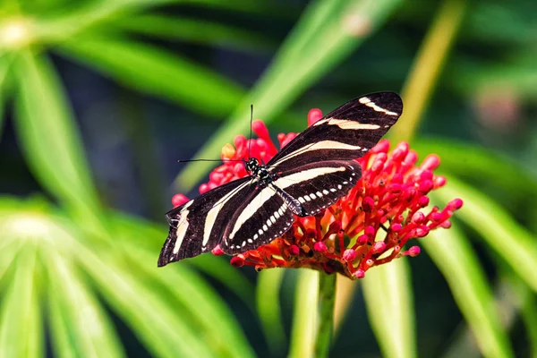 stock image Zebra Longwing Butterfly