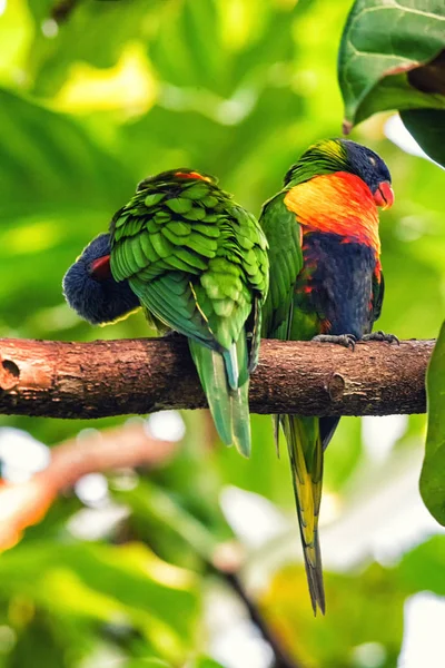 Εσωτερικη Lorikeet ουράνιο τόξο — Φωτογραφία Αρχείου