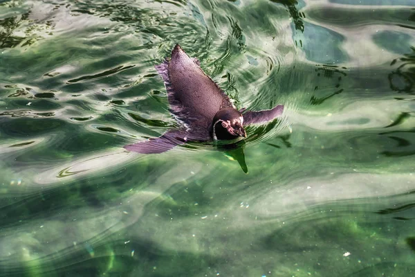 Un penquin Humboldt — Photo