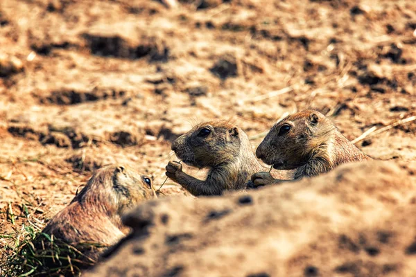 Um cão da pradaria marrom — Fotografia de Stock