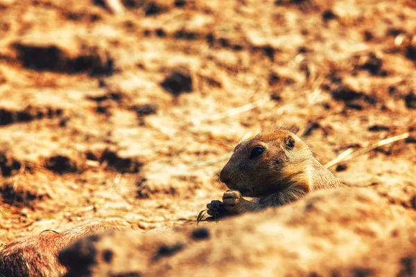 Un chien de prairie brun — Photo